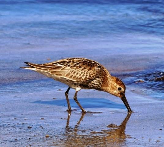 Correlimos menudo y plantas