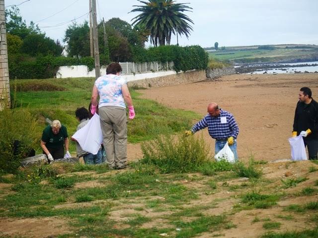 Correlimos menudo y plantas
