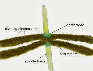 Centromeros y cinetocoros