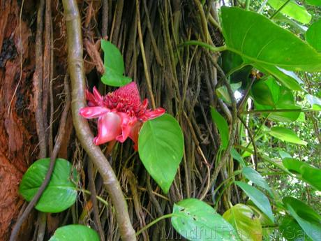 Descubriendo la naturaleza de Maui: Camino a Hana