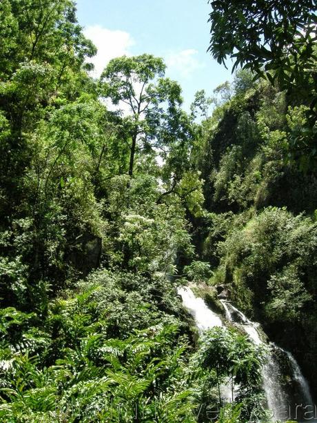 Descubriendo la naturaleza de Maui: Camino a Hana