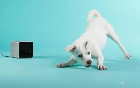 Petcube :: la compañía perfecta para tu mascota Petcube :: la compañía perfecta para tu mascota