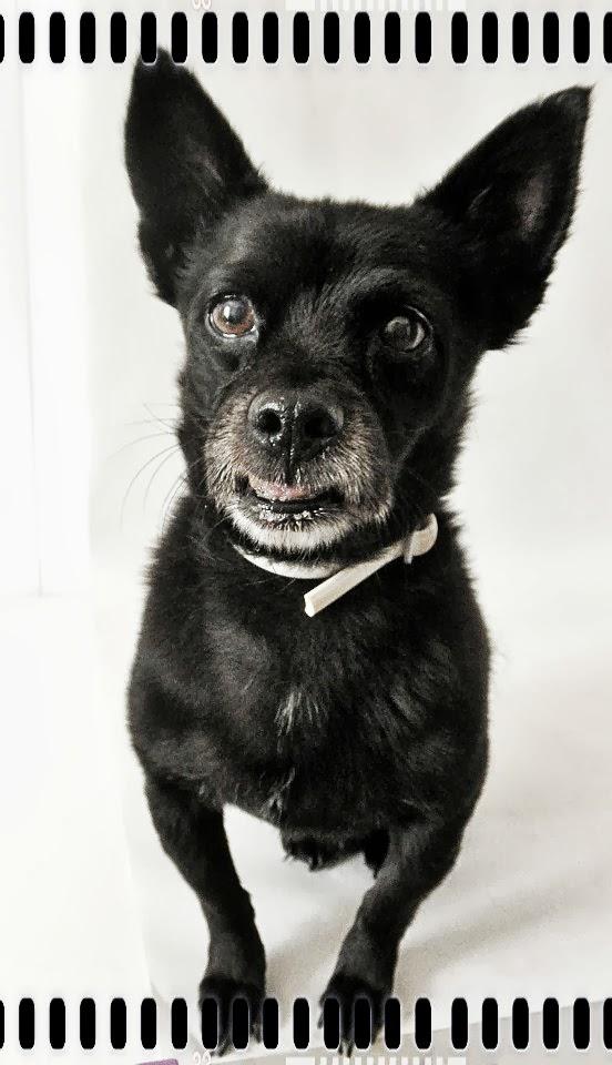 Una sesion para Brillol