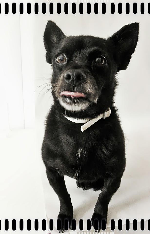 Una sesion para Brillol