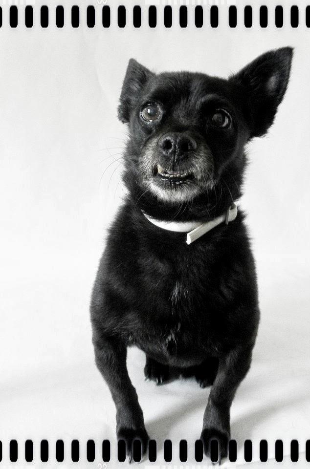 Una sesion para Brillol