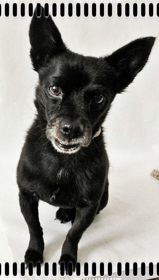 Una sesion para Brillol