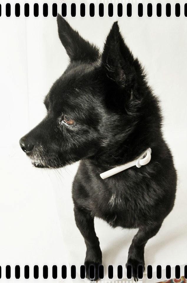 Una sesion para Brillol