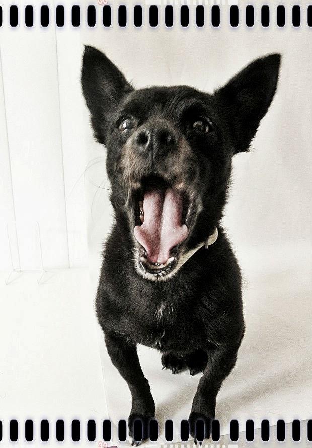 Una sesion para Brillol