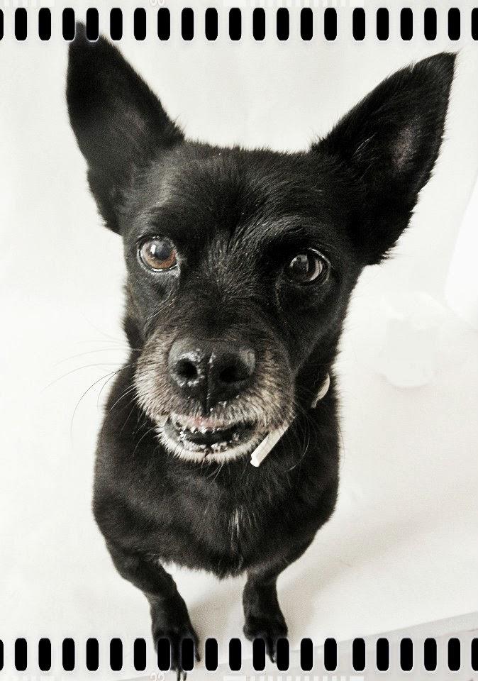 Una sesion para Brillol