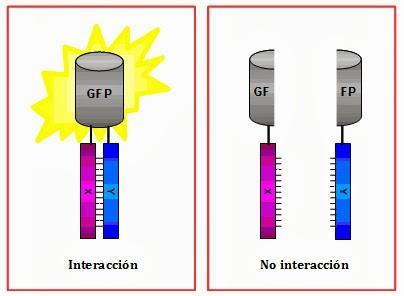 La dura batalla entre virus y plantas