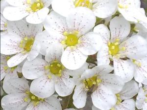 COLORES DE LA NATURALEZA 013 megustaelmedionatural