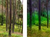 bosque mojado
