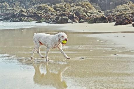 LUCAS EL REY DE LOS OCÉANOS