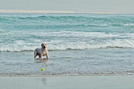 LUCAS EL REY DE LOS OCÉANOS