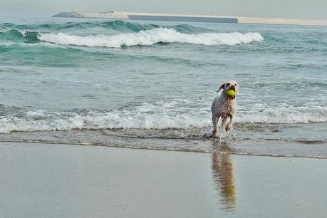 LUCAS EL REY DE LOS OCÉANOS