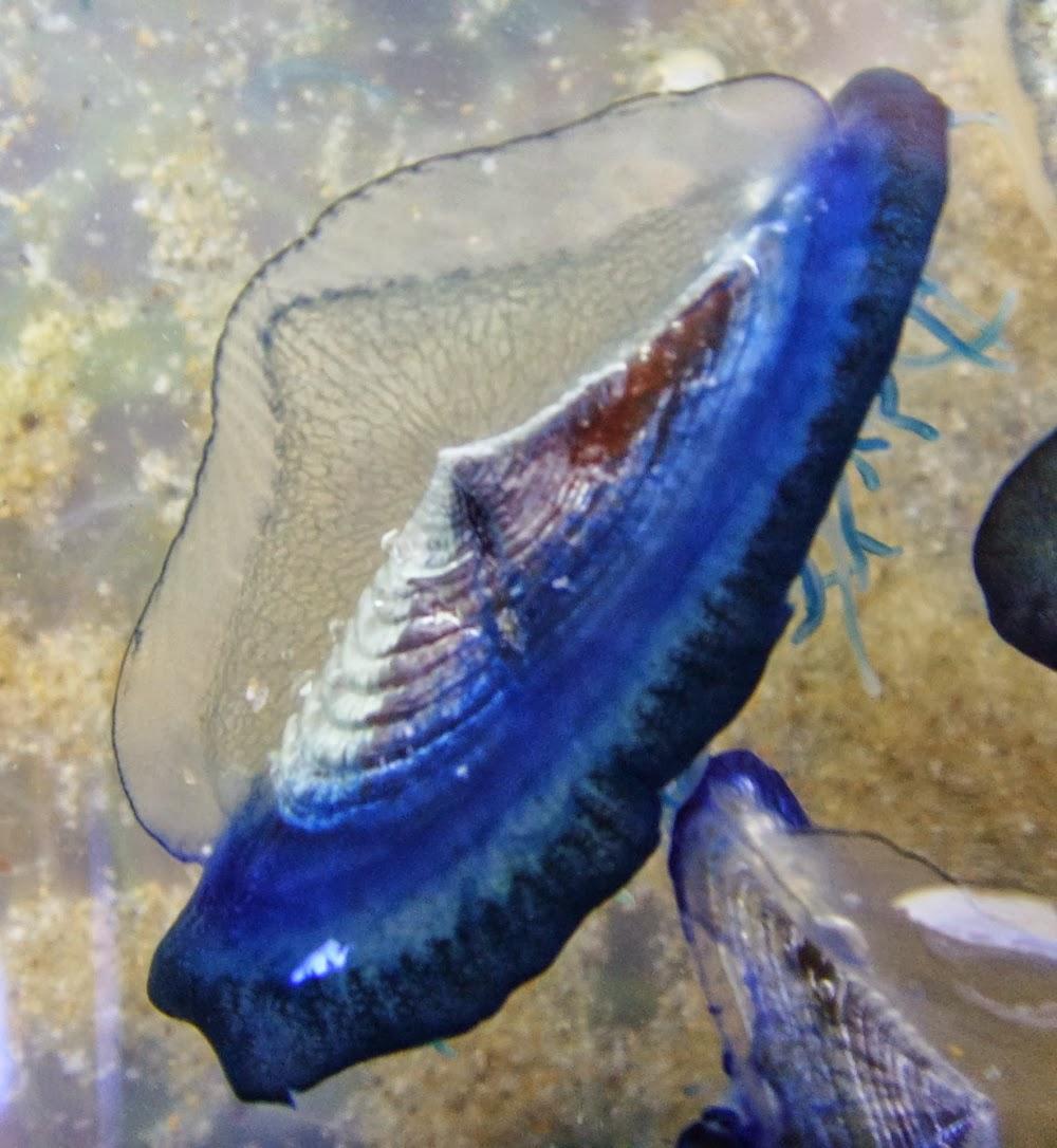 Velella, el animal que inventó la vela para navegar