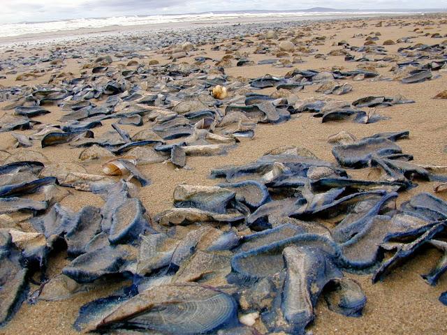 Velella, el animal que inventó la vela para navegar