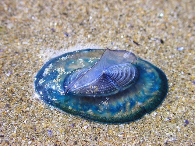 Velella, el animal que inventó la vela para navegar