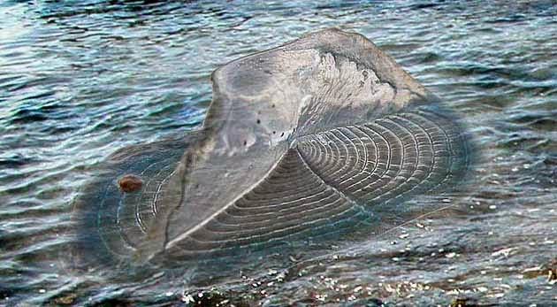 Velella, el animal que inventó la vela para navegar