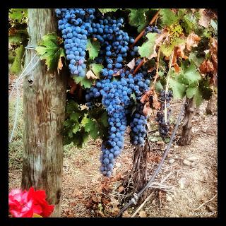 S. HA ESTADO ALLI: BODEGAS VIÑAS DEL VERO (BARBASTRO - HUESCA)