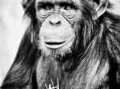 Curso: teoría práctica bienestar animal: psicopatología, enriquecimiento ambiental personalidad primates humanos