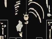 Pierolapithecus catalaunicus (II): características físicas
