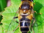 Mosca disfrazada abeja