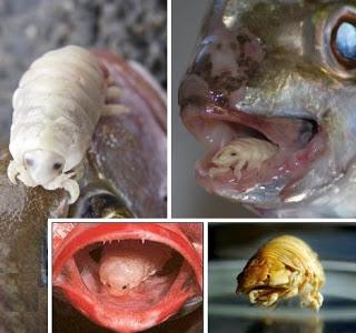 Un parásito de los peces: Cymothoa exigua