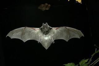 Los murciélagos que susurran a las polillas