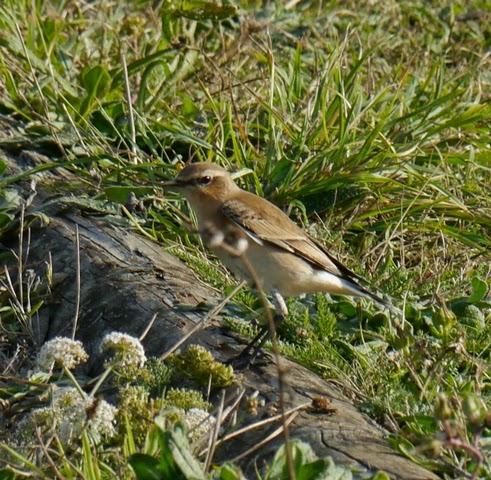 Buen fin de semana de migración