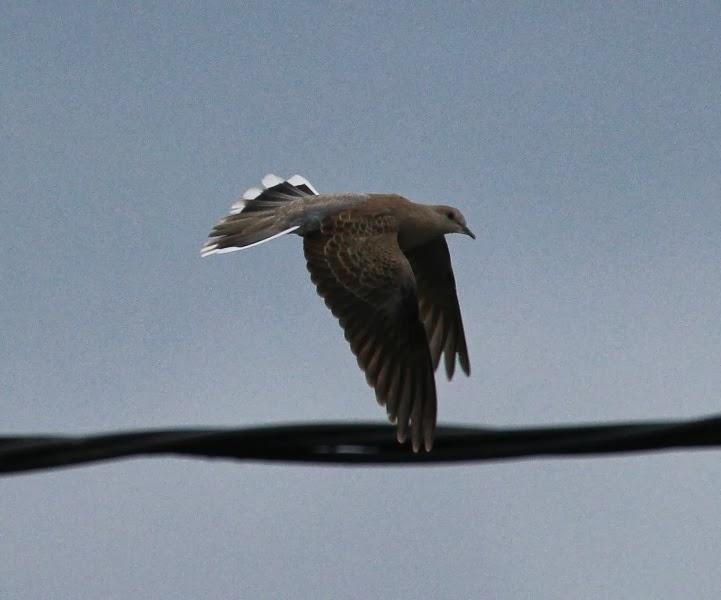 Buen fin de semana de migración