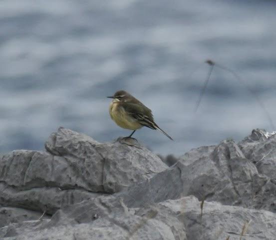 Buen fin de semana de migración