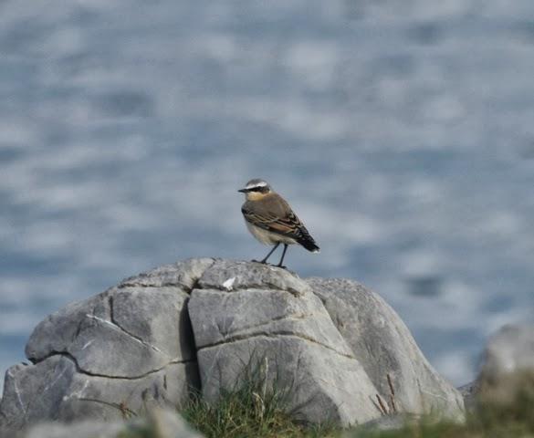 Buen fin de semana de migración