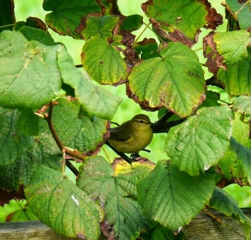 Buen fin de semana de migración