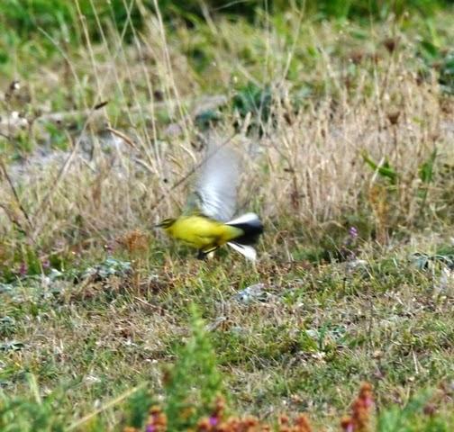 Buen fin de semana de migración