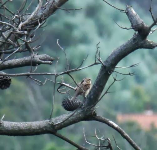 Buen fin de semana de migración