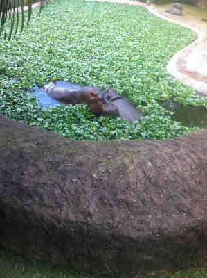 El Zoológico Nacional de La Aurora