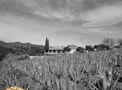 SantaVerde, aloe puro para piel