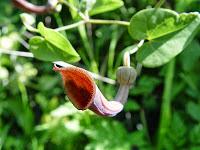 Aristoloquia bética 