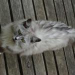 Fundamentos de la anatomía del gato anatomía del gato