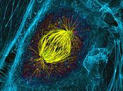 Formación huso mitótico