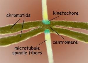 Buscando el cinetocoro, los microtúbulos pescadores