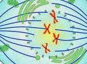 Introducción prometafase mitosis