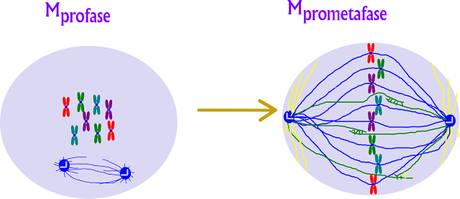Introducción a la prometafase de la mitosis