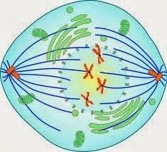 Introducción a la prometafase de la mitosis
