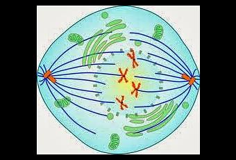 Introducción a la prometafase de la mitosis - Paperblog