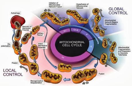Suerte de los demás orgánulos 1 Mitocondria, cloroplasto y posibles endosimbiotes