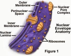 Disolución de la membrana nuclear durante la profase