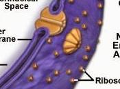 Disolución membrana nuclear durante profase