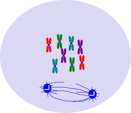 Formación del huso mitótico por el centrosoma